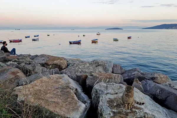 Marina Dragos Yelken İhtisas Kulübü - Resim 3