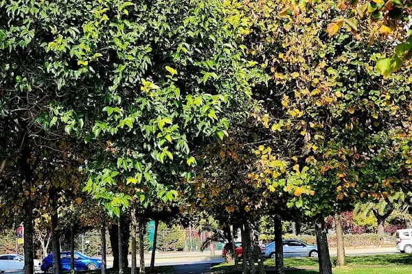 Marina Dragos Yelken İhtisas Kulübü - Resim 10