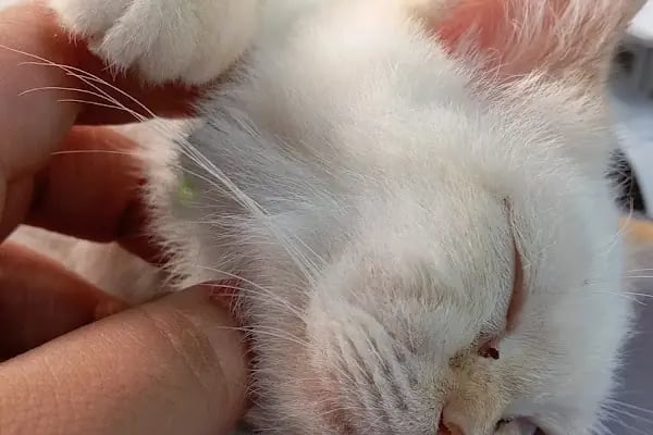 Avcılar Sempati Petshop - Resim 11