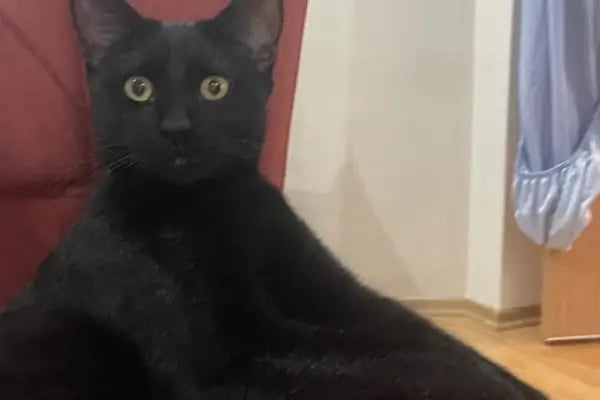 Avcılar Sempati Petshop - Resim 5