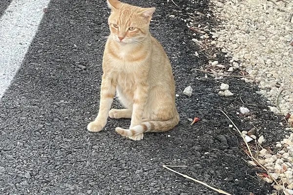 Avcılar Sempati Petshop - Resim 17