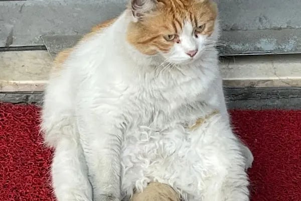 Avcılar Sempati Petshop - Resim 9