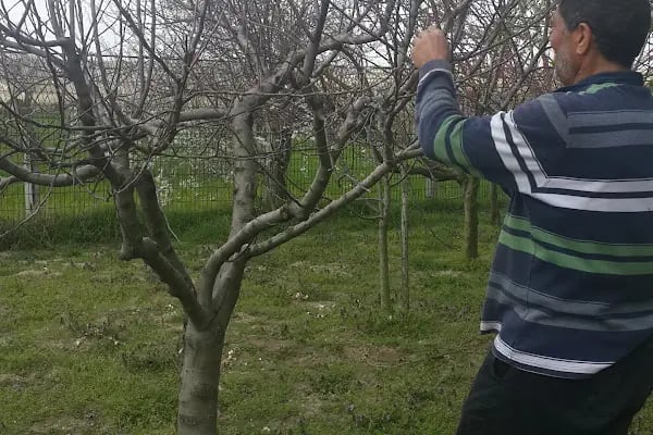 Çalışkanlar Tarım Haşere İlaçlama - Resim 10