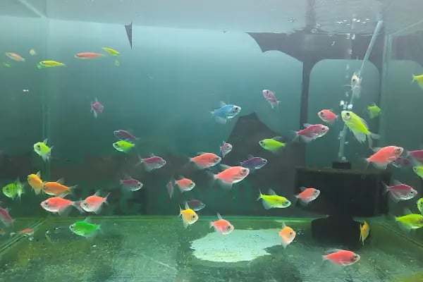 Manyas petshop - Resim 10