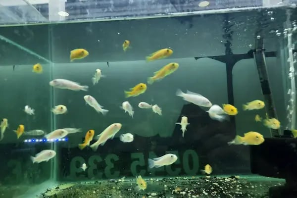 Manyas petshop - Resim 3