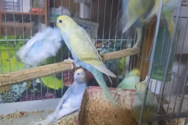 Manyas petshop - Resim 5