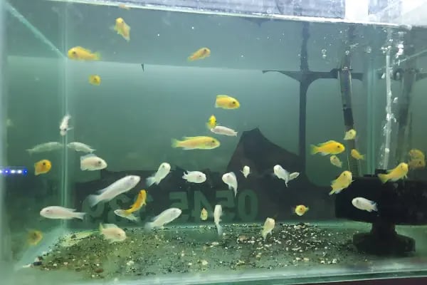 Manyas petshop - Resim 6