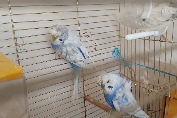 Manyas petshop - Resim 14