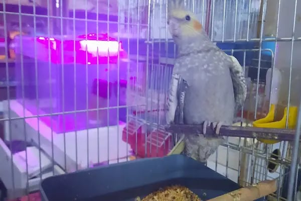 Manyas petshop - Resim 11