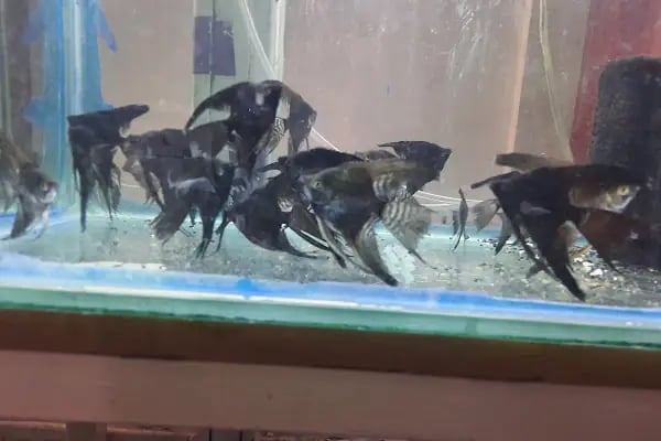Manyas petshop - Resim 4