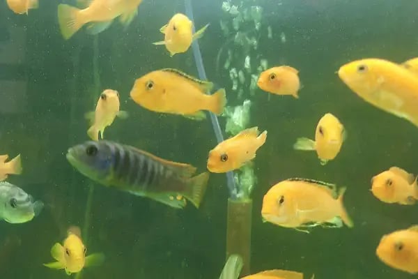 Manyas petshop - Resim 7