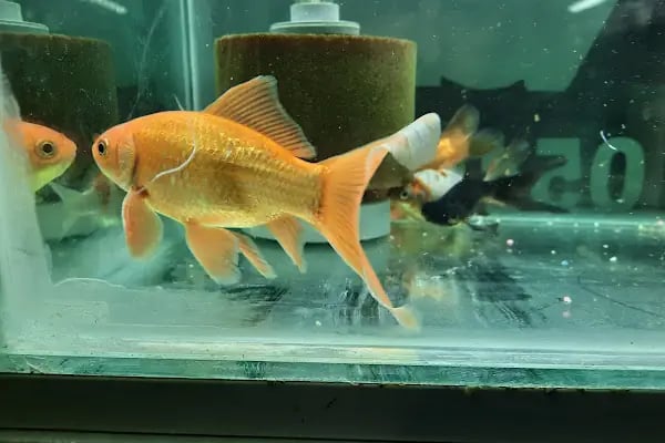 Manyas petshop - Resim 12