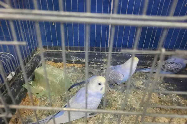 Manyas petshop - Resim 17