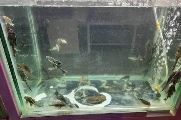Manyas petshop - Resim 15