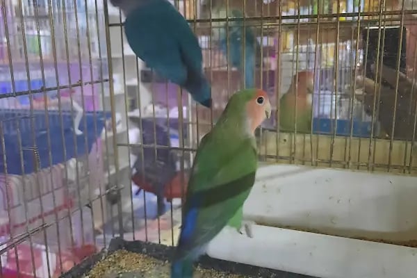 Manyas petshop - Resim 8
