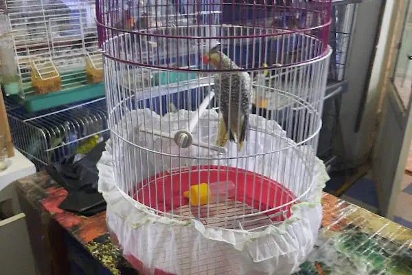 Manyas petshop - Resim 2