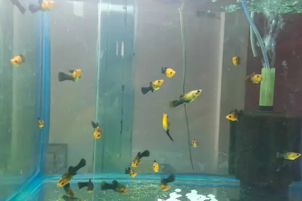 Manyas petshop - Resim 18