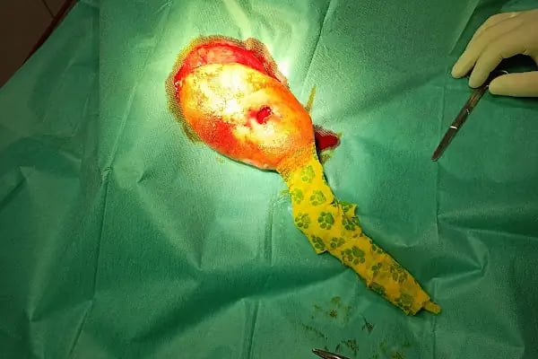 Yalıkavak Veteriner - Patibazz Veteriner Kliniği - Resim 19