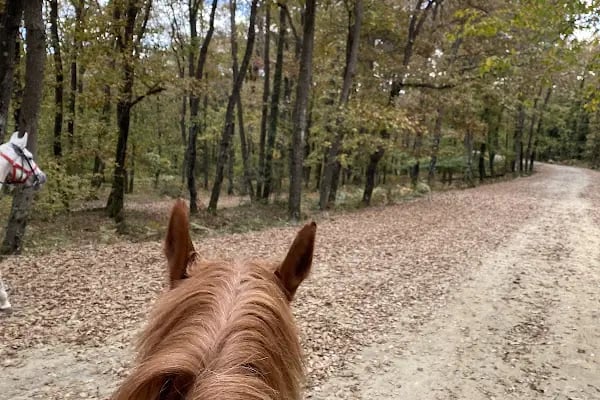 Eyüpsultan ATLI Sporlar Derneği (Atlı Okçuluk ve Binicilik Merkezi) ESATLIDER - Resim 14