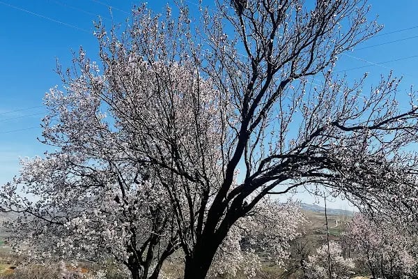 Çermik Gelincik Dağı - Resim 18