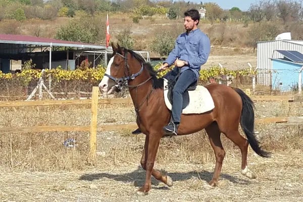 Karesi Obası Atlı Binicilik ve Savaş Sanatları Eğitim Merkezi - Resim 5