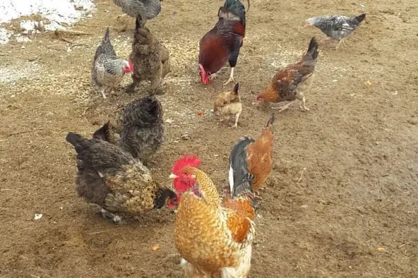 Karesi Obası Atlı Binicilik ve Savaş Sanatları Eğitim Merkezi - Resim 11