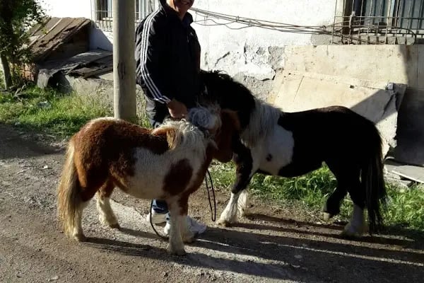 Karesi Obası Atlı Binicilik ve Savaş Sanatları Eğitim Merkezi - Resim 10