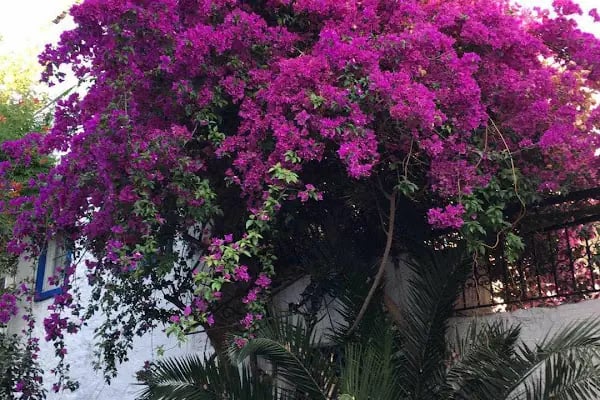 Salinas Hotel Bodrum - Resim 19
