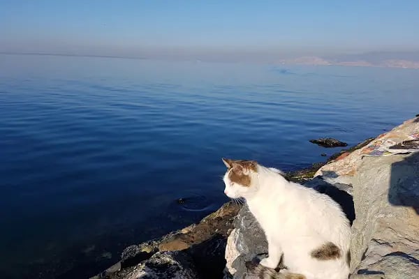 İhsan Alyanak Parkı - Resim 8