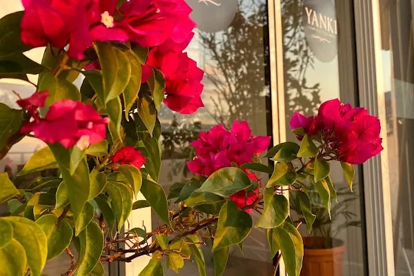 Yankı Hotel - Resim 8