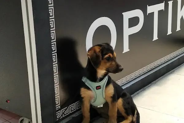 Dejavu Optik - Resim 8