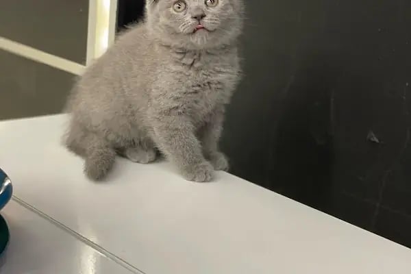 City PetShop -Kedi Köpek Kuş Balık Kaplumbağa Ginepig Tavşan Papağan Scottih Fold British - Resim 13
