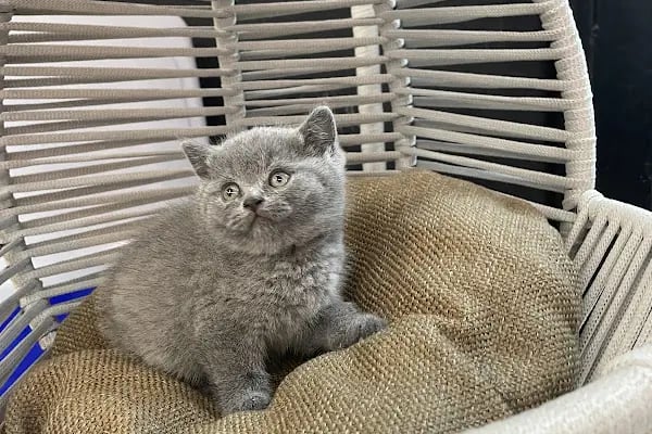 City PetShop -Kedi Köpek Kuş Balık Kaplumbağa Ginepig Tavşan Papağan Scottih Fold British - Resim 5