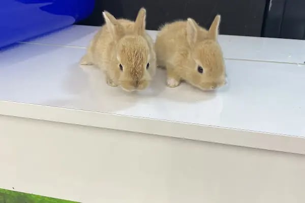 City PetShop -Kedi Köpek Kuş Balık Kaplumbağa Ginepig Tavşan Papağan Scottih Fold British - Resim 16