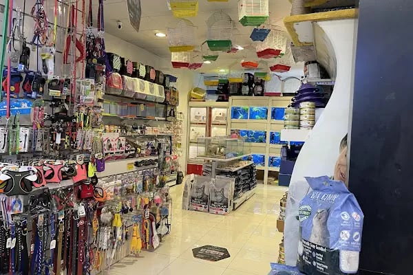 City PetShop -Kedi Köpek Kuş Balık Kaplumbağa Ginepig Tavşan Papağan Scottih Fold British - Resim 18