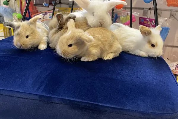City PetShop -Kedi Köpek Kuş Balık Kaplumbağa Ginepig Tavşan Papağan Scottih Fold British - Resim 8