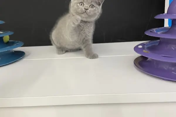 City PetShop -Kedi Köpek Kuş Balık Kaplumbağa Ginepig Tavşan Papağan Scottih Fold British - Resim 9