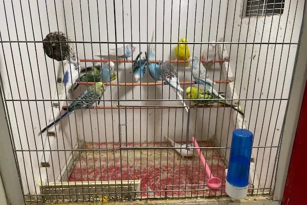 City PetShop -Kedi Köpek Kuş Balık Kaplumbağa Ginepig Tavşan Papağan Scottih Fold British - Resim 11