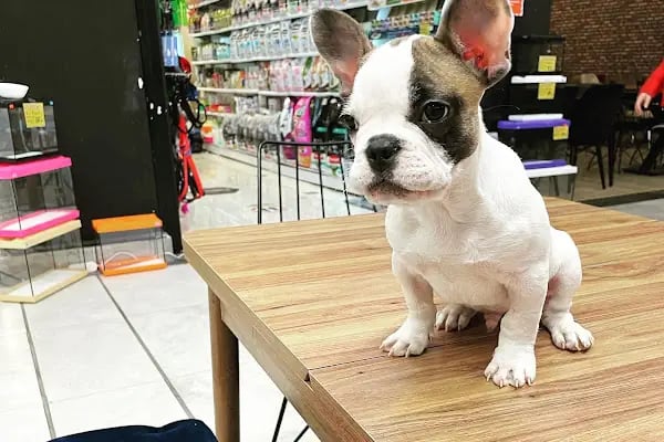 City PetShop -Kedi Köpek Kuş Balık Kaplumbağa Ginepig Tavşan Papağan Scottih Fold British - Resim 20