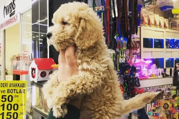 City PetShop -Kedi Köpek Kuş Balık Kaplumbağa Ginepig Tavşan Papağan Scottih Fold British - Resim 19