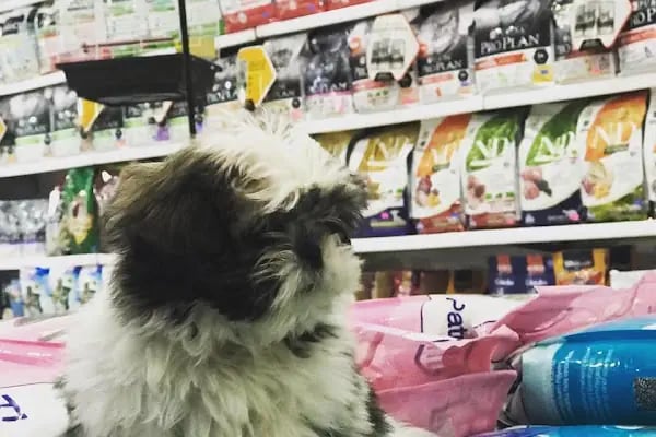 City PetShop -Kedi Köpek Kuş Balık Kaplumbağa Ginepig Tavşan Papağan Scottih Fold British - Resim 2