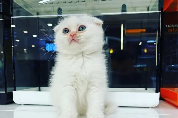 City PetShop -Kedi Köpek Kuş Balık Kaplumbağa Ginepig Tavşan Papağan Scottih Fold British - Resim 4