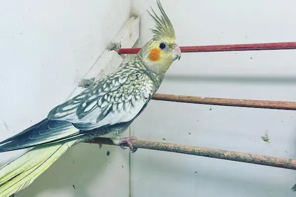 City PetShop -Kedi Köpek Kuş Balık Kaplumbağa Ginepig Tavşan Papağan Scottih Fold British - Resim 7