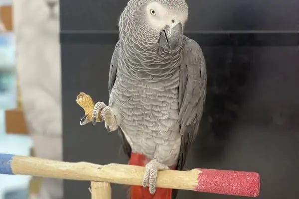 City PetShop -Kedi Köpek Kuş Balık Kaplumbağa Ginepig Tavşan Papağan Scottih Fold British - Resim 6