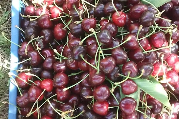 Bademli Ortaokulu ve İlkokulu - Resim 5