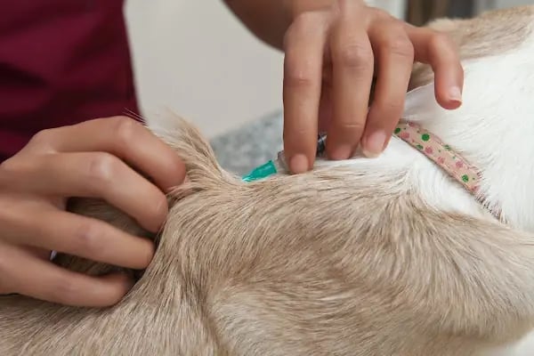 ARTERİUM BAŞAKŞEHİR VETERİNER KLİNİĞİ - Resim 20