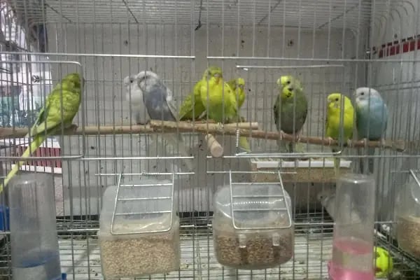 Evcil Petshop Bucak - Resim 4