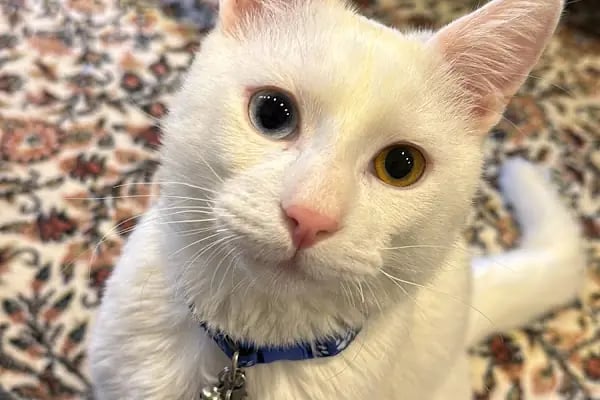 Vets&amp;Pets Veteriner Kliniği-Şebnem Beşevlek - Resim 19