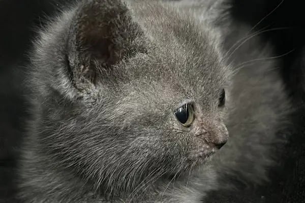 Vets&amp;Pets Veteriner Kliniği-Şebnem Beşevlek - Resim 2