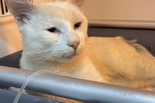 Vets&amp;Pets Veteriner Kliniği-Şebnem Beşevlek - Resim 20